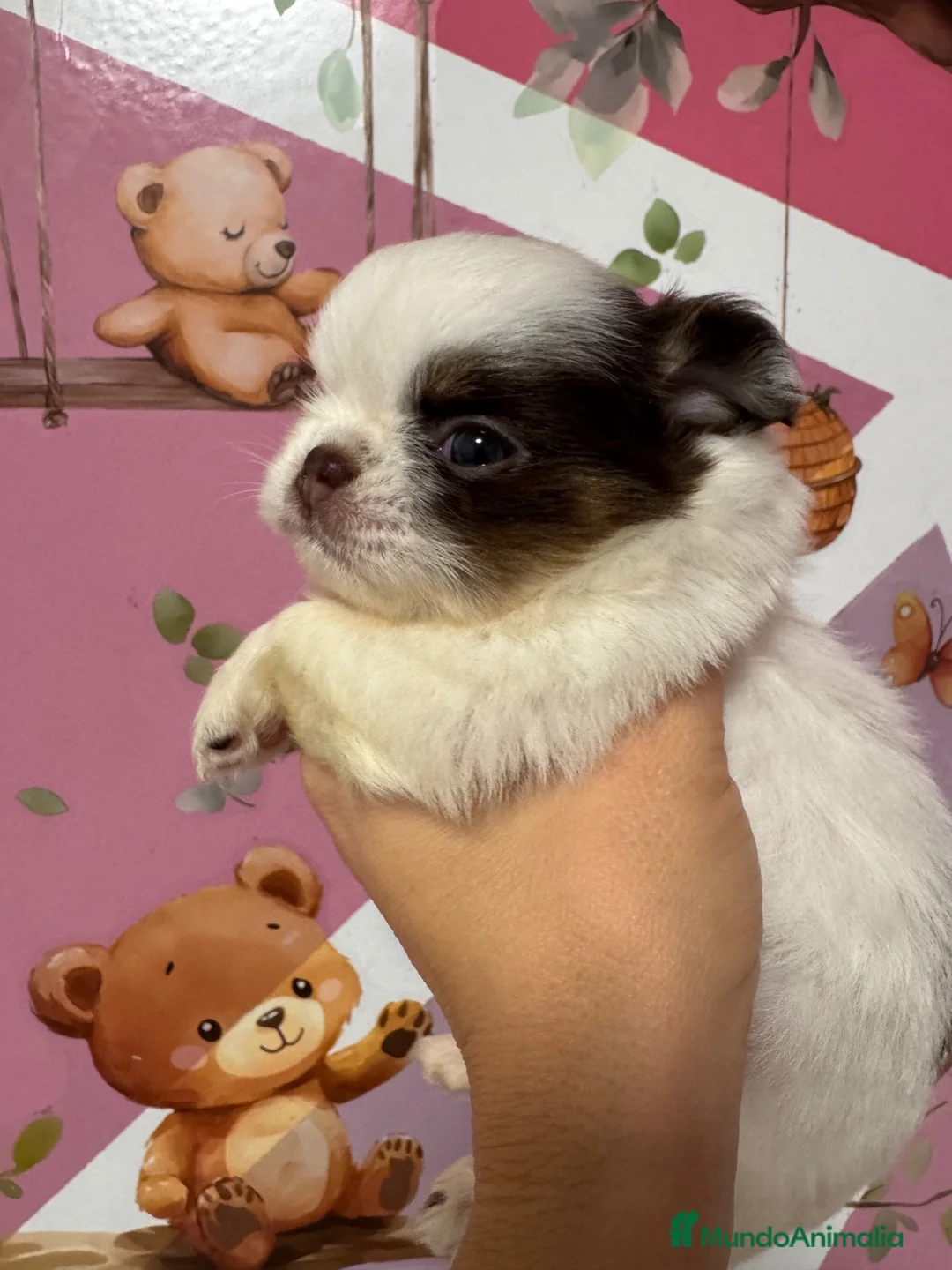 Chihuahua perros en venta: Chihuahua pelo largo línea rusa - Anuncio 3