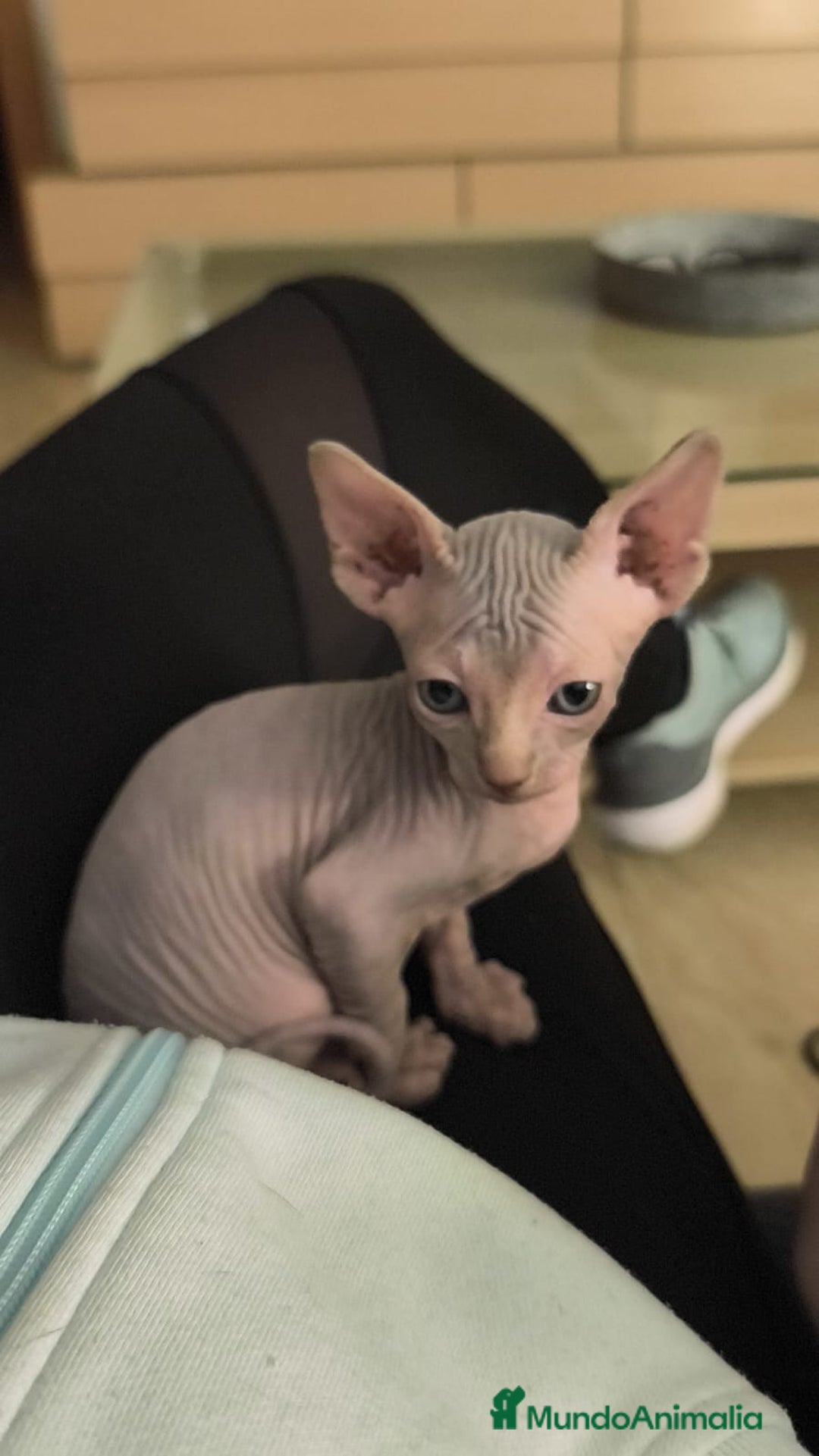 Sphynx gatos en venta: Sphynx exclusivos - Anuncio 3