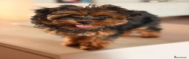 Yorkiepoo Cachorro 1