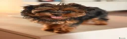 Yorkiepoo perros en venta: YORKIEPOO HEMBRA YORKSHIRE CON CANICHE - Anuncio 2