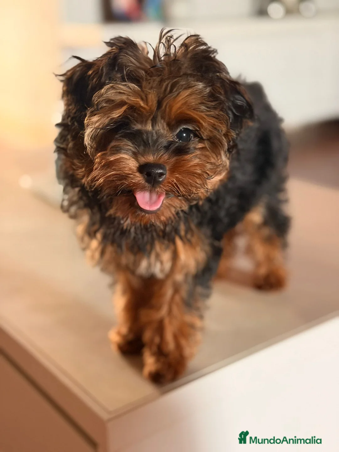 Yorkiepoo perros en venta: YORKIEPOO HEMBRA YORKSHIRE CON CANICHE - Anuncio 2
