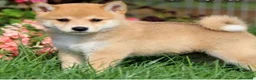Shiba Inu perros en venta: Shiba inu - Anuncio 4