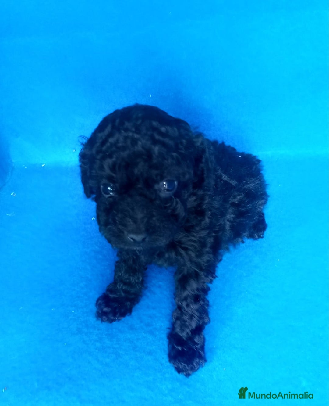 Caniche Toy perros en venta: Caniche toy negro mas bonito que ninguno  - Anuncio 1