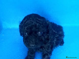 Caniche Toy perros Caniche toy negro mas bonito que ninguno - Anuncio 3
