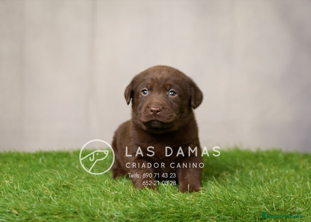 Labrador Retriever perros en venta: Labrador retriever disponibles.  - Imagen 6