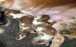 Cavalier King Charles Spaniel perros en venta: CAVALIER BLENHEIN Y TRICOLOR MACHO - Imagen 4