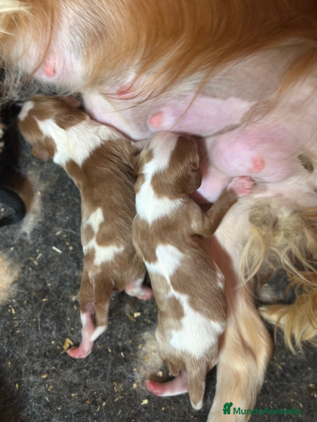 Cavalier King Charles Spaniel perros en venta: CAVALIER BLENHEIN Y TRICOLOR MACHO - Imagen 4
