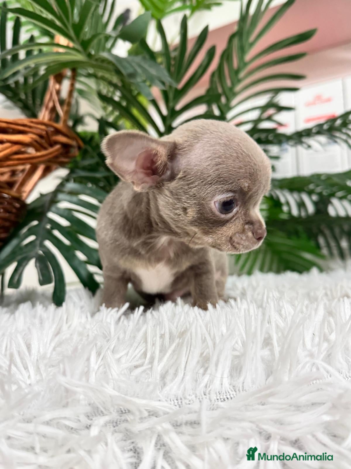 Chihuahua perros CHIHUAHUA MACHO LILAC AND TAN - Anuncio 2