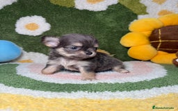 Chihuahua perros en venta: Chihuahua de Pelo Largo y Línea Rusa Exotico - Imagen 6