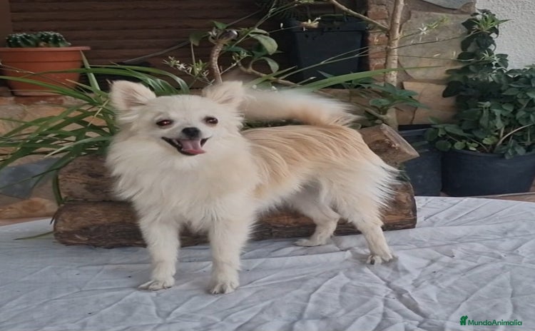 Pomerania perros - Propaganda 10