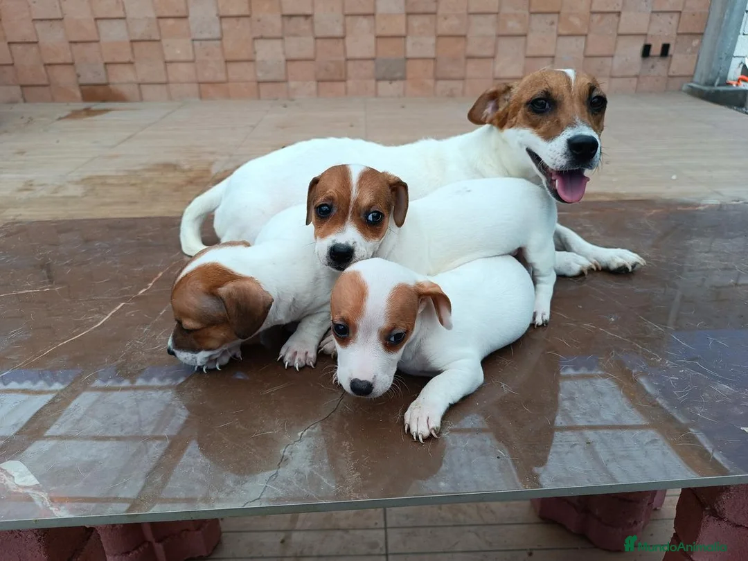 Jack Russell Terrier perros en venta: Puppies Jack Russell Terrier ! ! - Anuncio 2