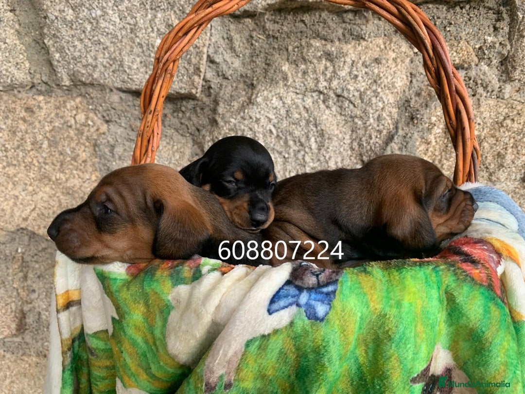 Teckel perros en venta: Teckel Standard pelo corto - Imagen 1