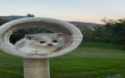 Británico de Pelo Corto gatos en venta: British Shorthair - Anuncio 4