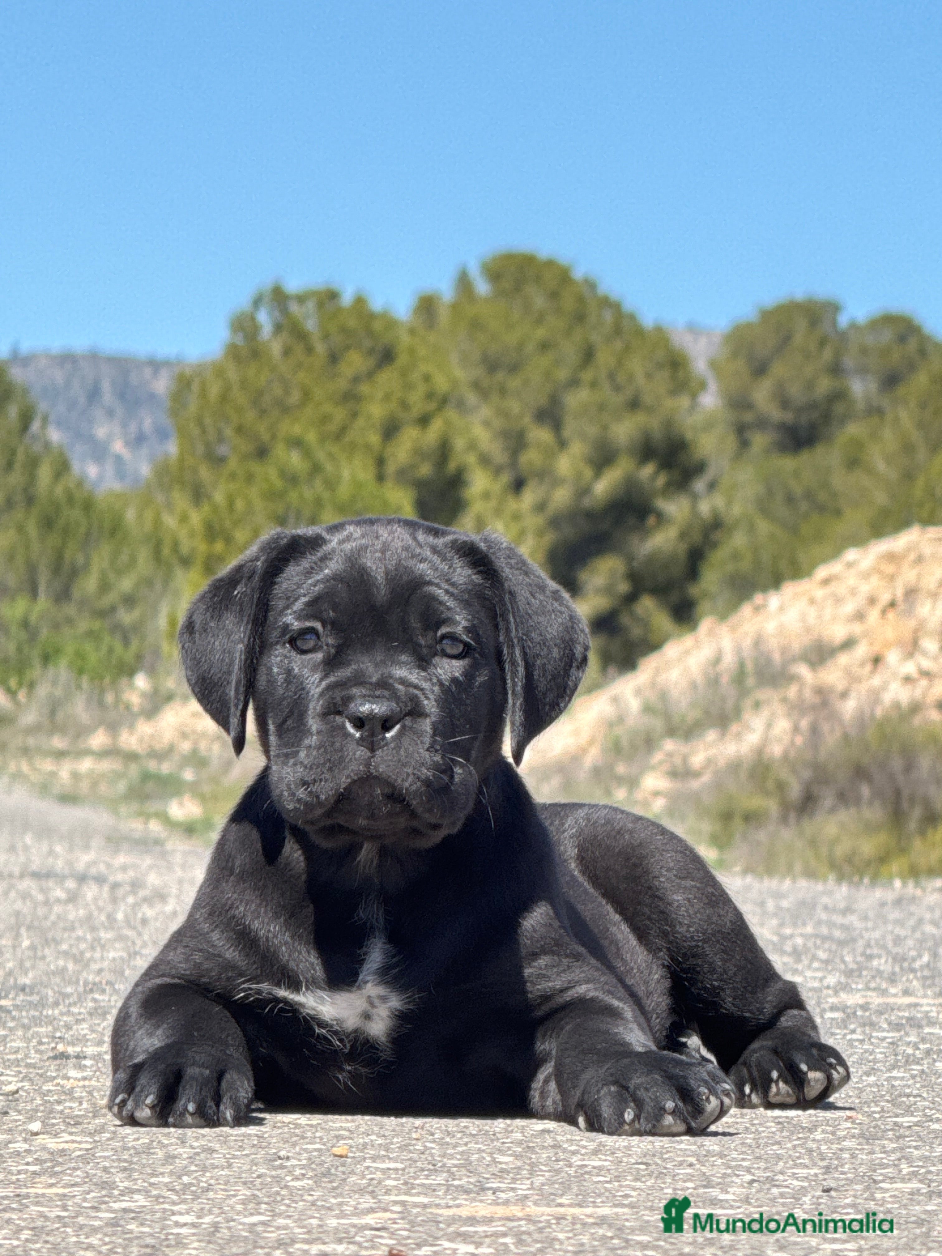 Cane Corso perros Cachorros de Cane Corso  - Anuncio 1
