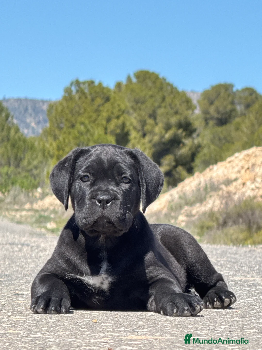 Cane Corso perros en venta: Cachorros de Cane Corso  - Anuncio 1