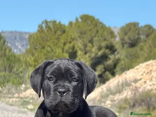 Cane Corso perros Cachorros de Cane Corso - Anuncio 1