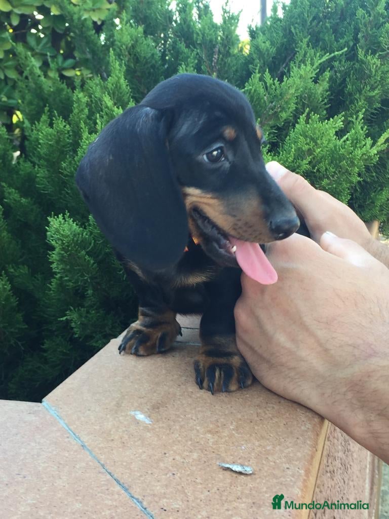 Teckel Miniatura perros Teckel kaninchen  en Ciudad Real - Anuncio 2