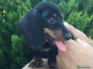 Teckel Miniatura perros Teckel kaninchen en Ciudad Real - Anuncio 17