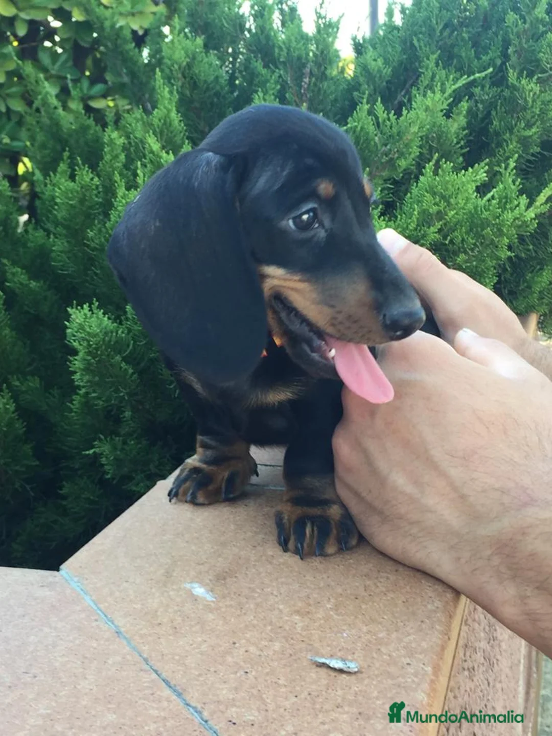 Teckel Miniatura perros en venta: Teckel kaninchen  en Ciudad Real - Anuncio 1