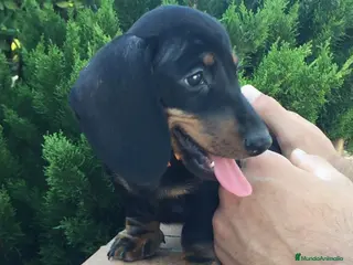 Teckel Miniatura perros Teckel kaninchen - Anuncio 11