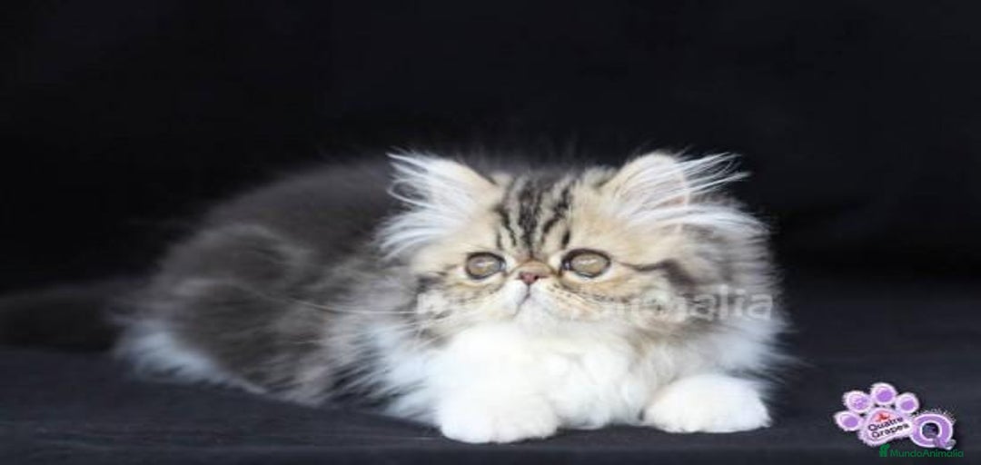 Imagen de galería {{count}}