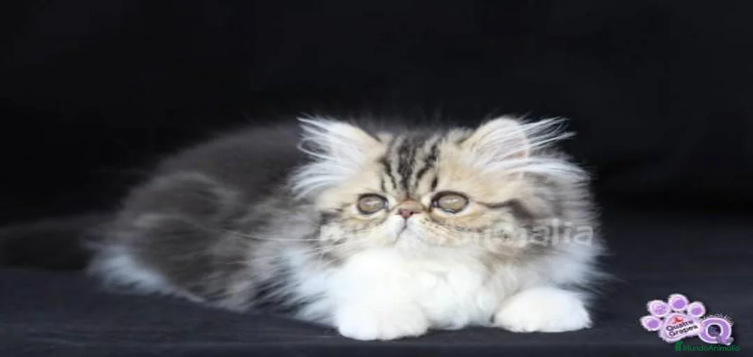 Imagen de galería {{count}}