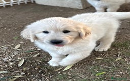 Golden Retriever perros en venta: Golden retriever  - Imagen 2