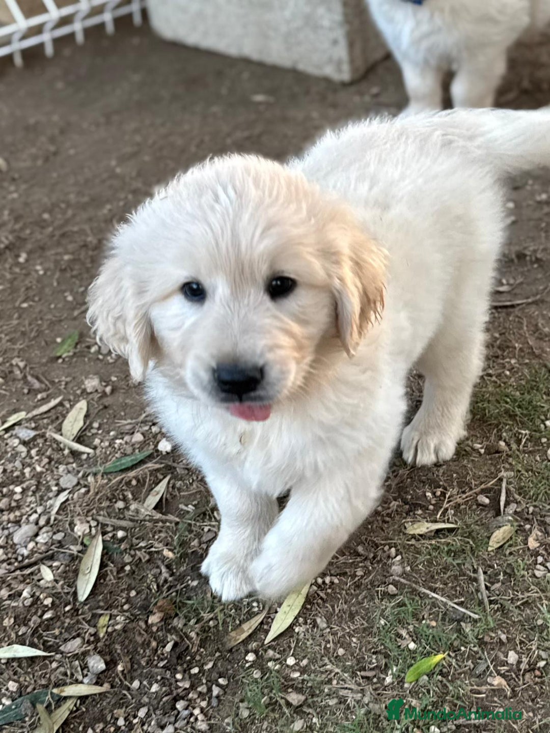 Golden Retriever perros en venta: Golden retriever  - Imagen 2