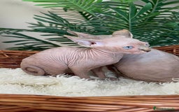 Sphynx gatos en venta: GATITAS SPHYNX - Anuncio 20