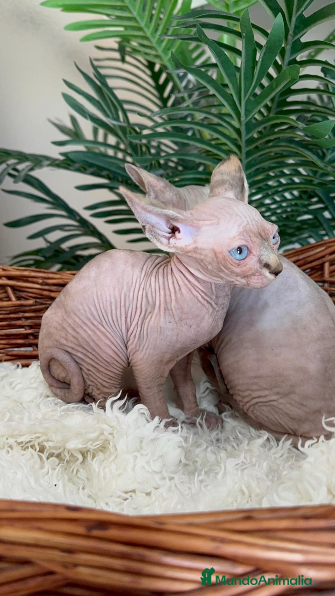 Sphynx gatos en venta: GATITAS SPHYNX - Anuncio 20
