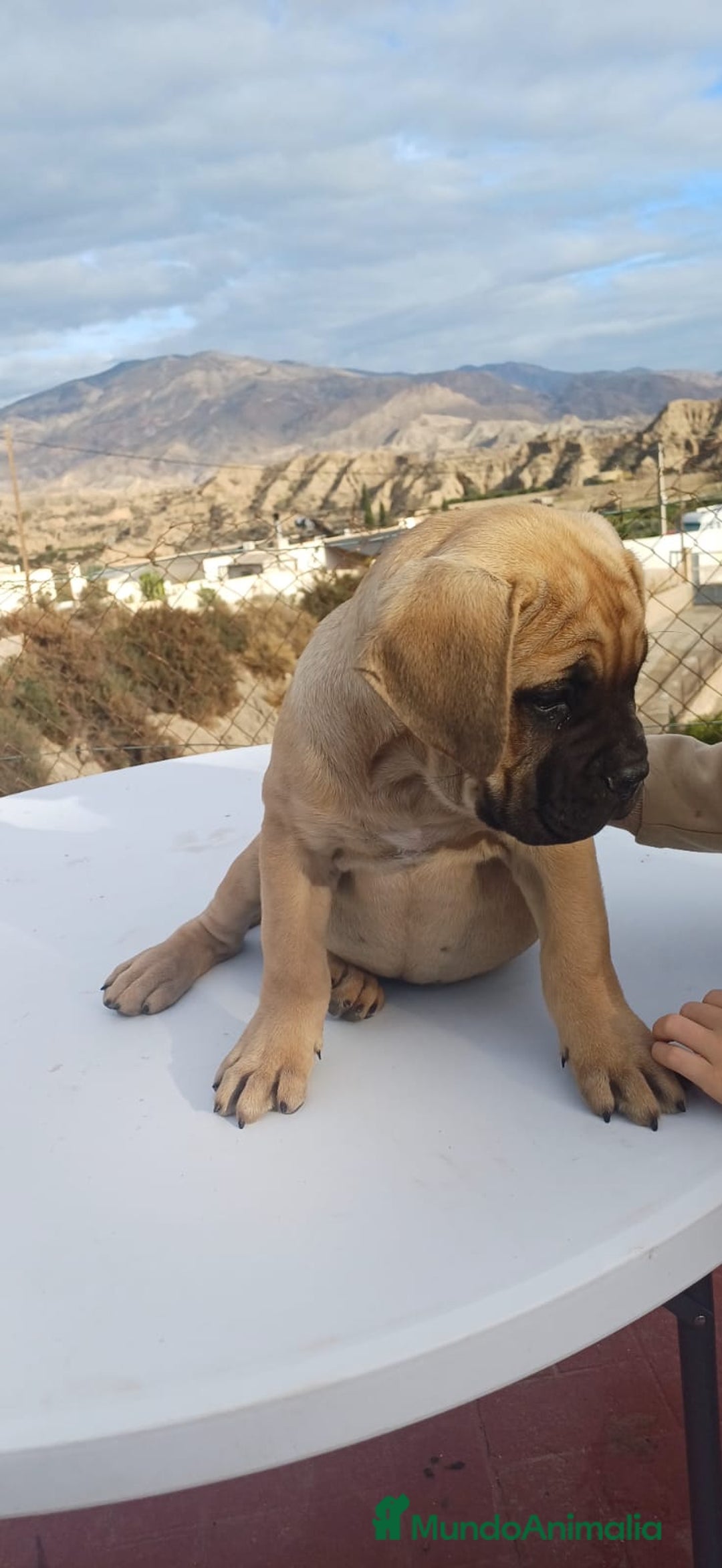 Cane Corso perros en venta: Última hembra de Cane Corso !! - Anuncio 2