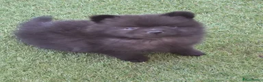 Pomerania Cachorro 1