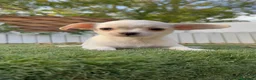 Chihuahua perros en venta: CHIHUAHUA - MACHO - Anuncio 13