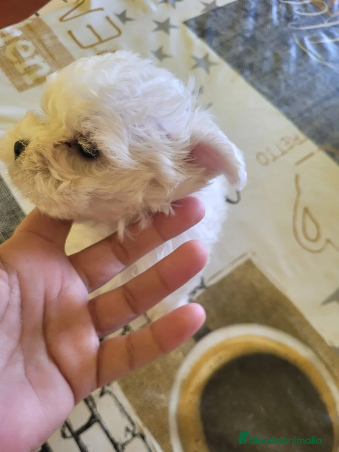 Bichón Maltés perros en venta: Bichón maltes toy - Anuncio 1