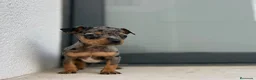 Ratón de Praga perros en venta: Raton de praga  - Anuncio 4
