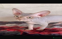 Sphynx gatos en venta: Sphynx únicos 💙 - Imagen 8