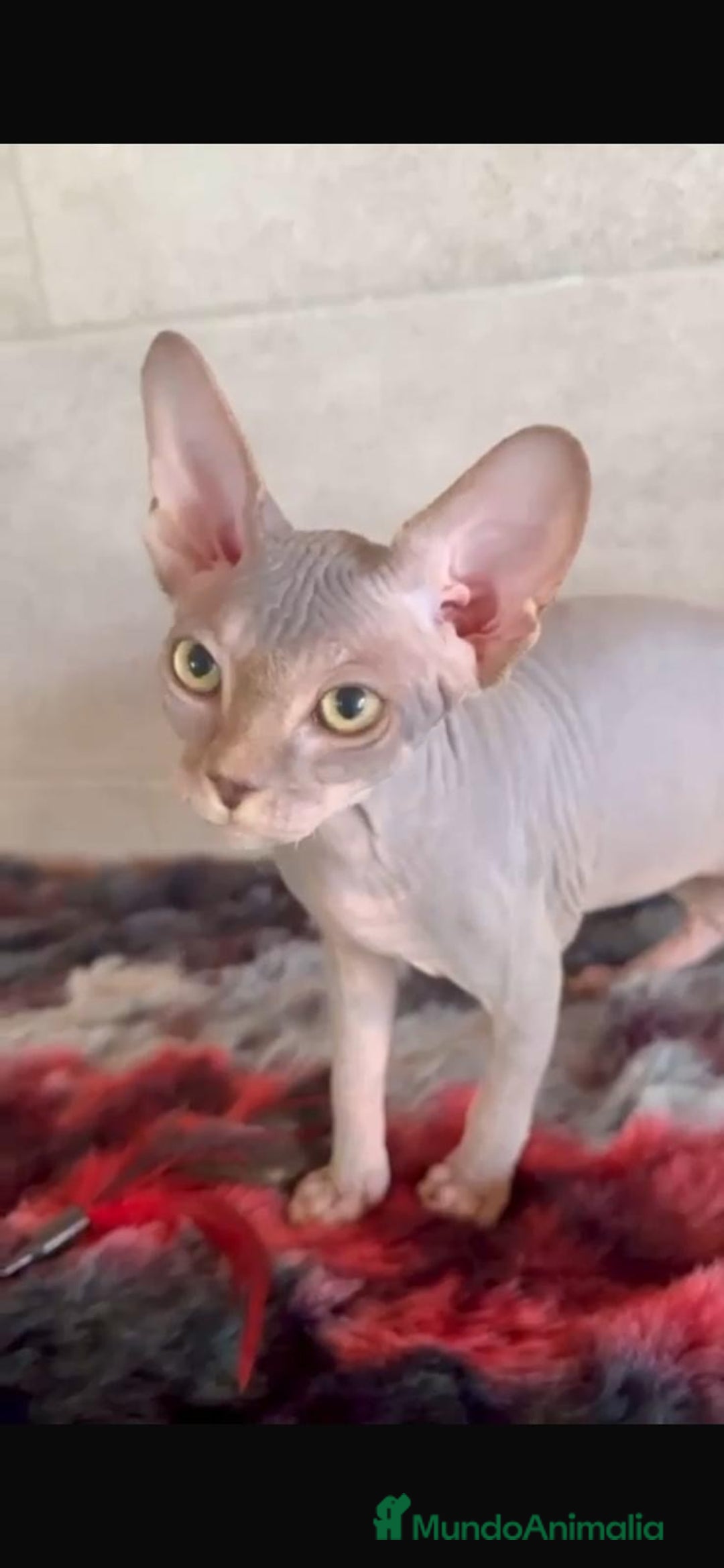 Sphynx gatos en venta: Sphynx únicos 💙 - Imagen 8