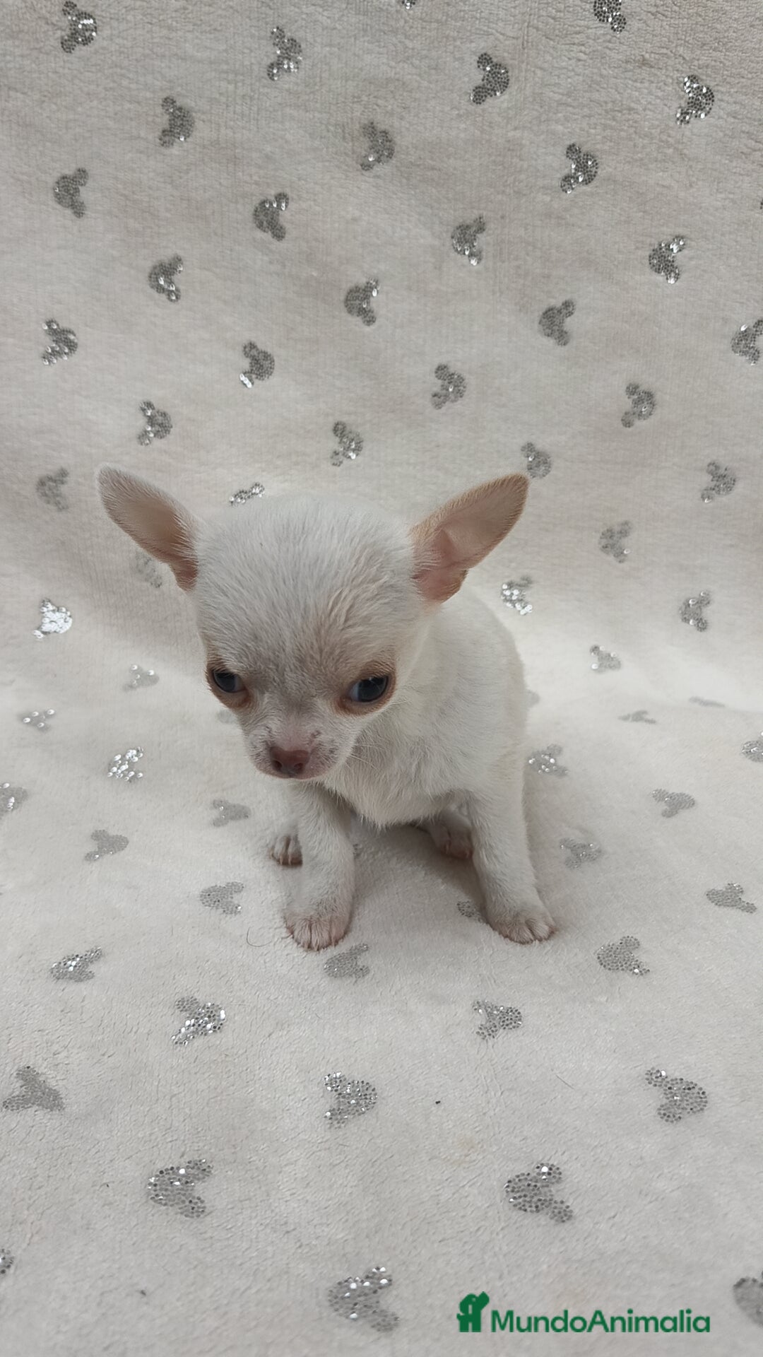 Chihuahua perros en venta: Mini Toy, miniatura 💯 x 💯 - Anuncio 1