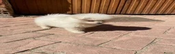 Pomerania perros en venta: Pomerania Toy - Anuncio 2