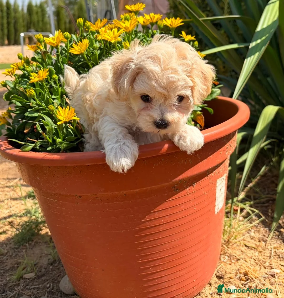 Maltipoo perros en venta: Maltipoo con rasgos muy bonitos !! - Anuncio 1