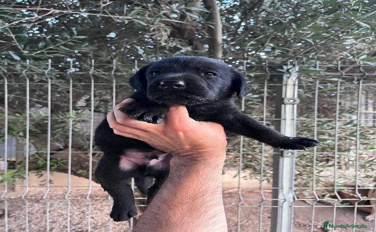 Labrador Retriever perros - Anuncio 4