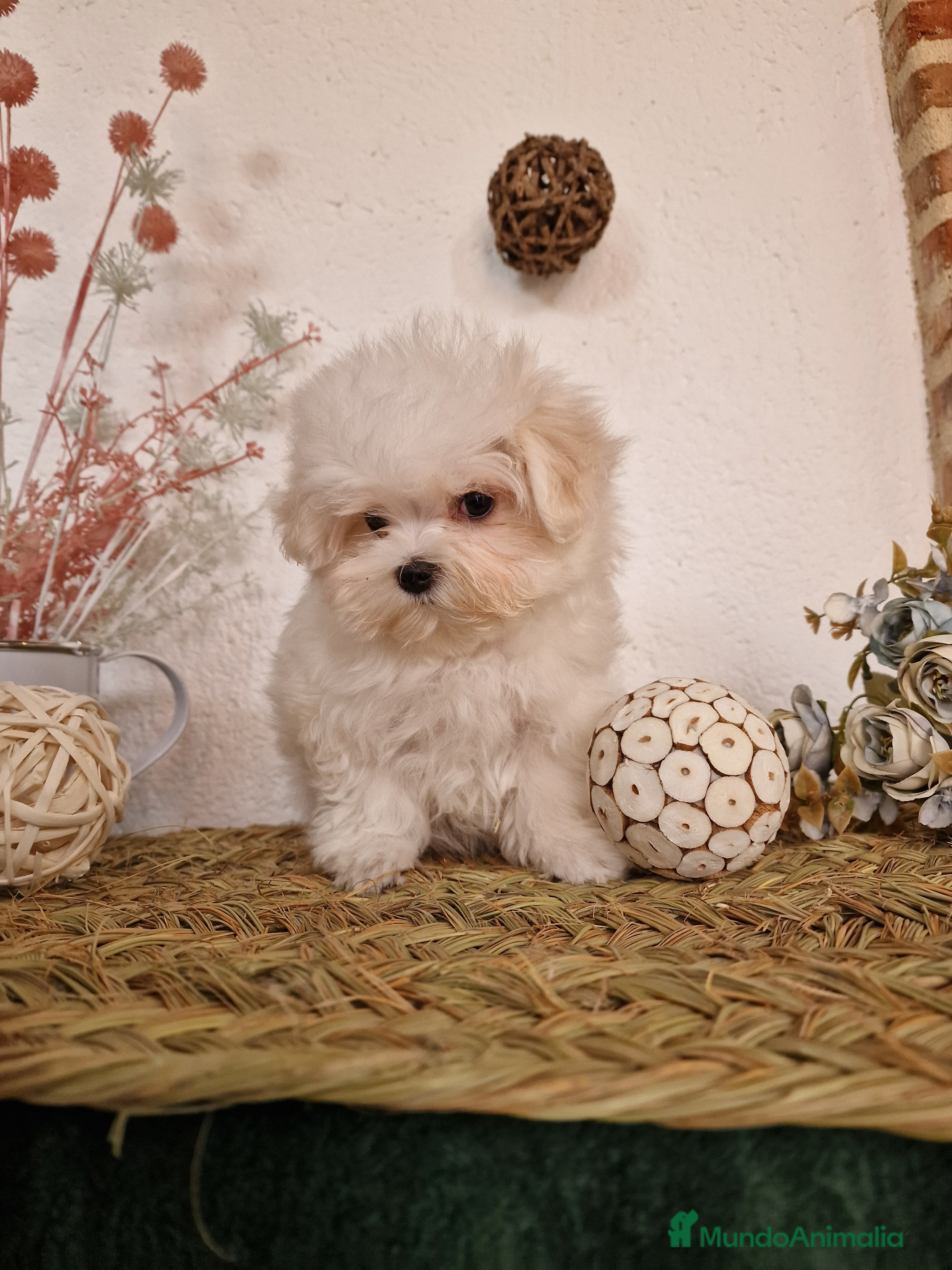 Bichón Maltés perros EJEMPLARES DE BICHÓN MALTÉS SE PUEDEN VENIR A VER  - Anuncio 2