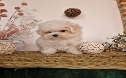 Bichón Maltés perros en venta: EJEMPLARES DE BICHÓN MALTÉS SE PUEDEN VENIR A VER  - Anuncio 2