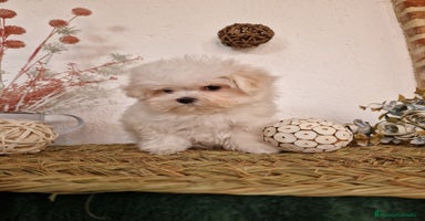 Bichón Maltés perros - Anuncio 3