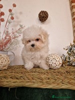 Bichón Maltés perros - Anuncio 7