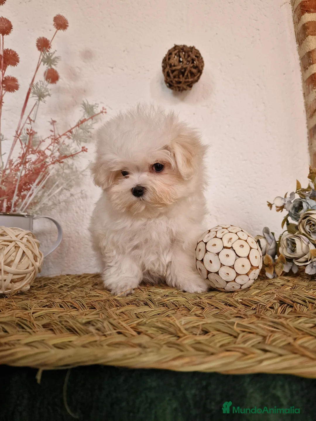 Bichón Maltés perros en venta: EJEMPLARES DE BICHÓN MALTÉS SE PUEDEN VENIR A VER  - Anuncio 2