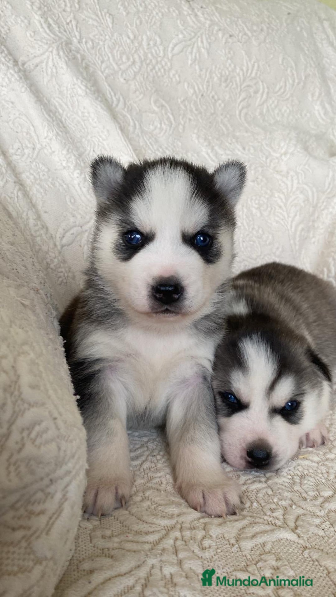 Husky Siberiano perros en venta: Husky Siberiano  - Anuncio 6