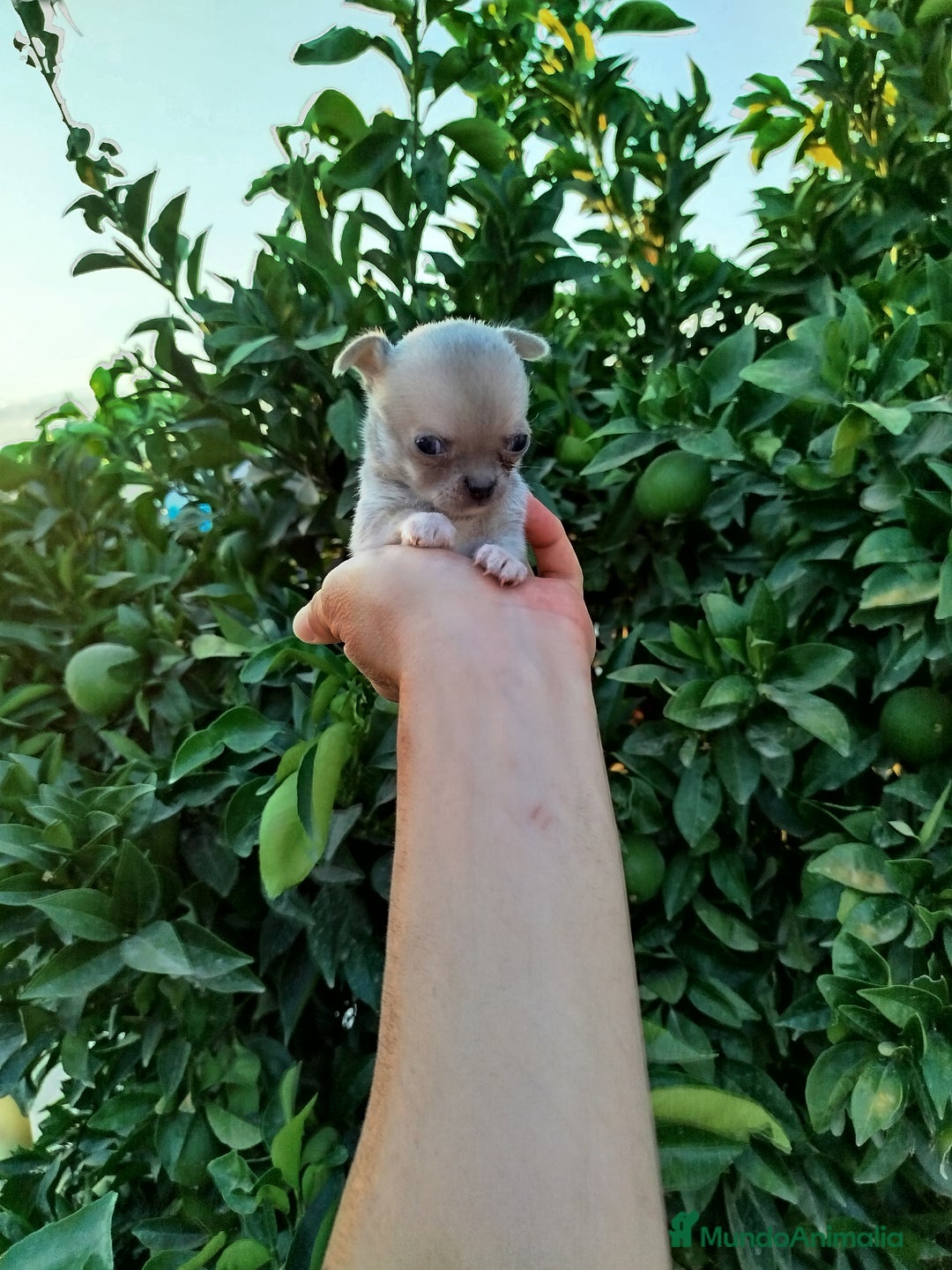 Chihuahua perros en venta: Chihuahua toy  - Imagen 1