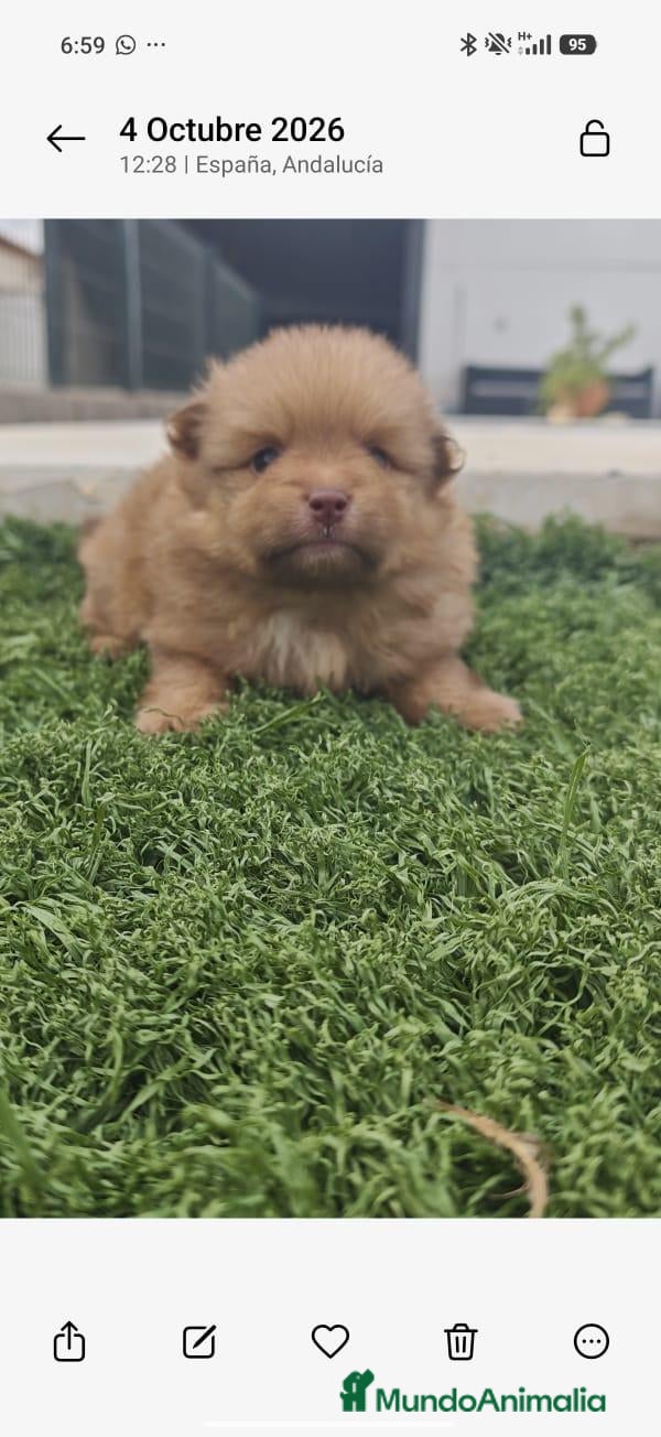 Pomerania perros Pomerania  - Anuncio 2