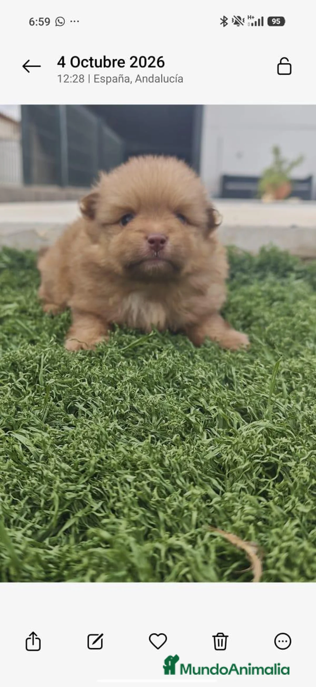 Pomerania perros en venta: Pomerania  - Anuncio 1